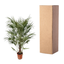 Chamaerops Humilis struik
