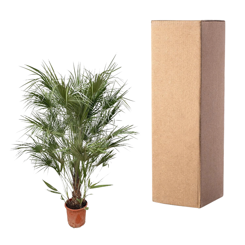Chamaerops Humilis struik