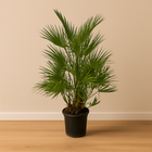 Chamaerops Humilis