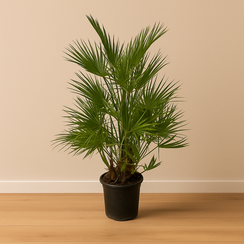 Chamaerops Humilis