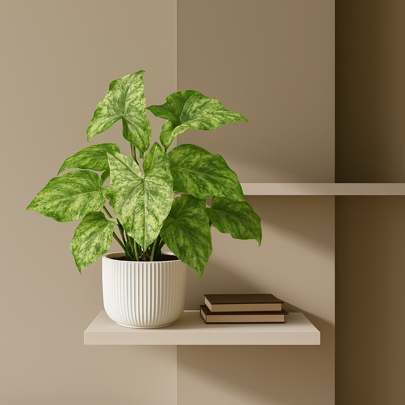 Syngonium Mottled