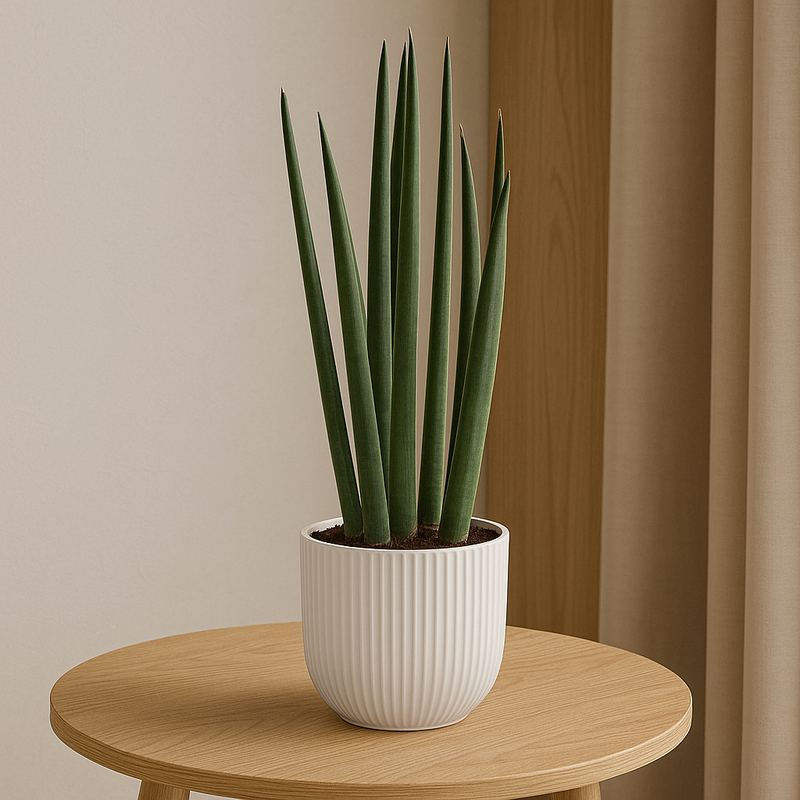 Sansevieria cylindrica 'Bacularis' / Mikado