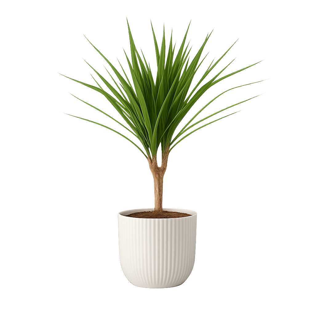 Dracaena Marginata