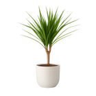 Dracaena Marginata