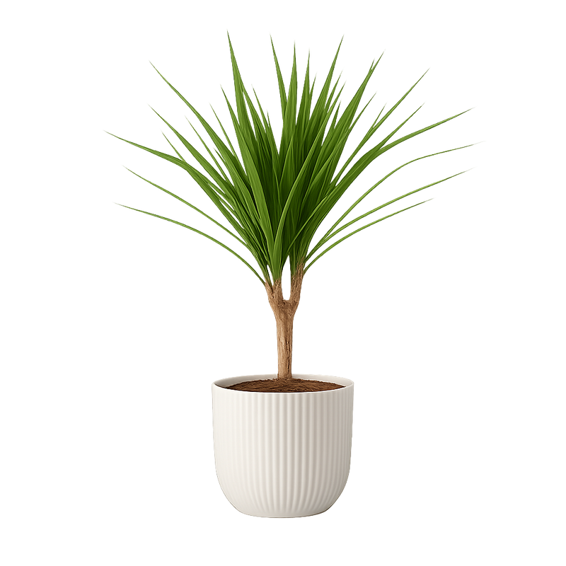 Dracaena Marginata