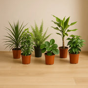 Verrassingsbox van 6 planten Everspring