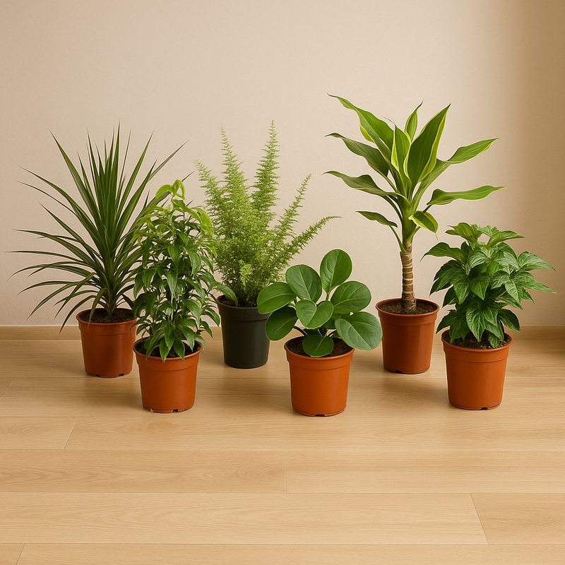 Verrassingsbox van 6 planten