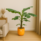 Bananenplant (Musa) | Elho Jazz Round geel