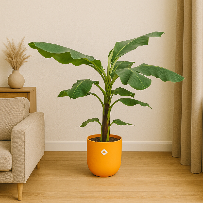 Bananenplant (Musa) | Elho Jazz Round geel