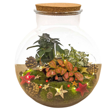 Christmas Terrarium Decoration Kit