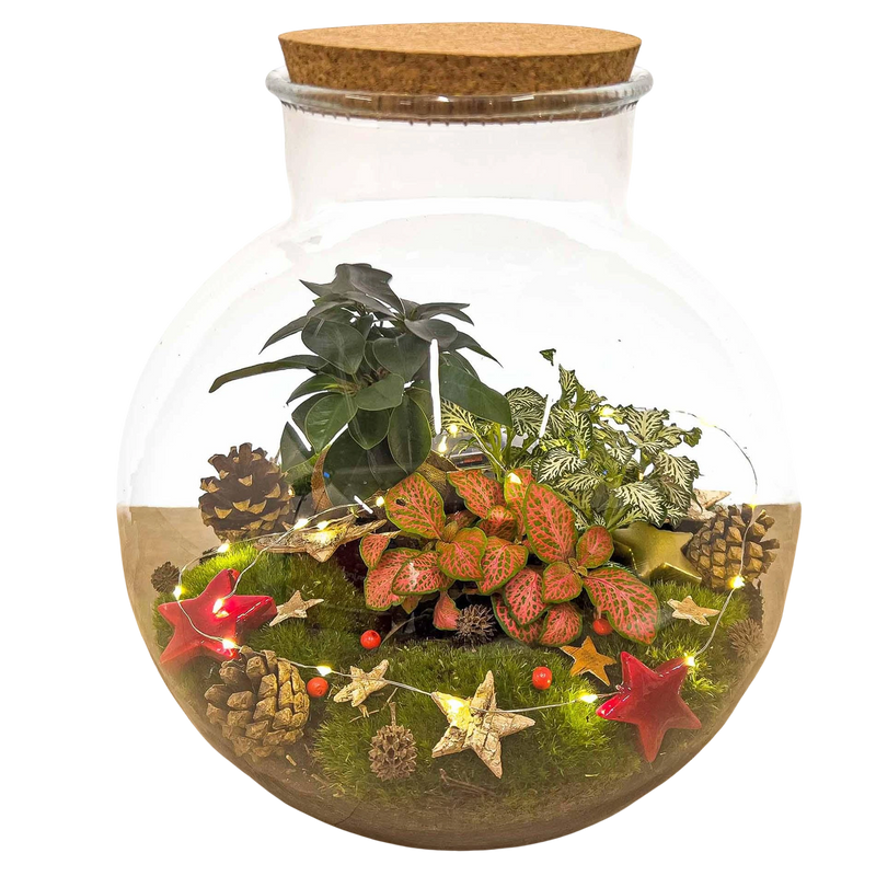 Christmas Terrarium Decoration Kit