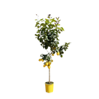 Citroenboom