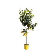 Citroenboom