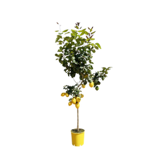 Citroenboom