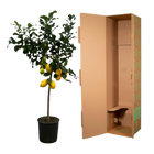 Citrus Lemon