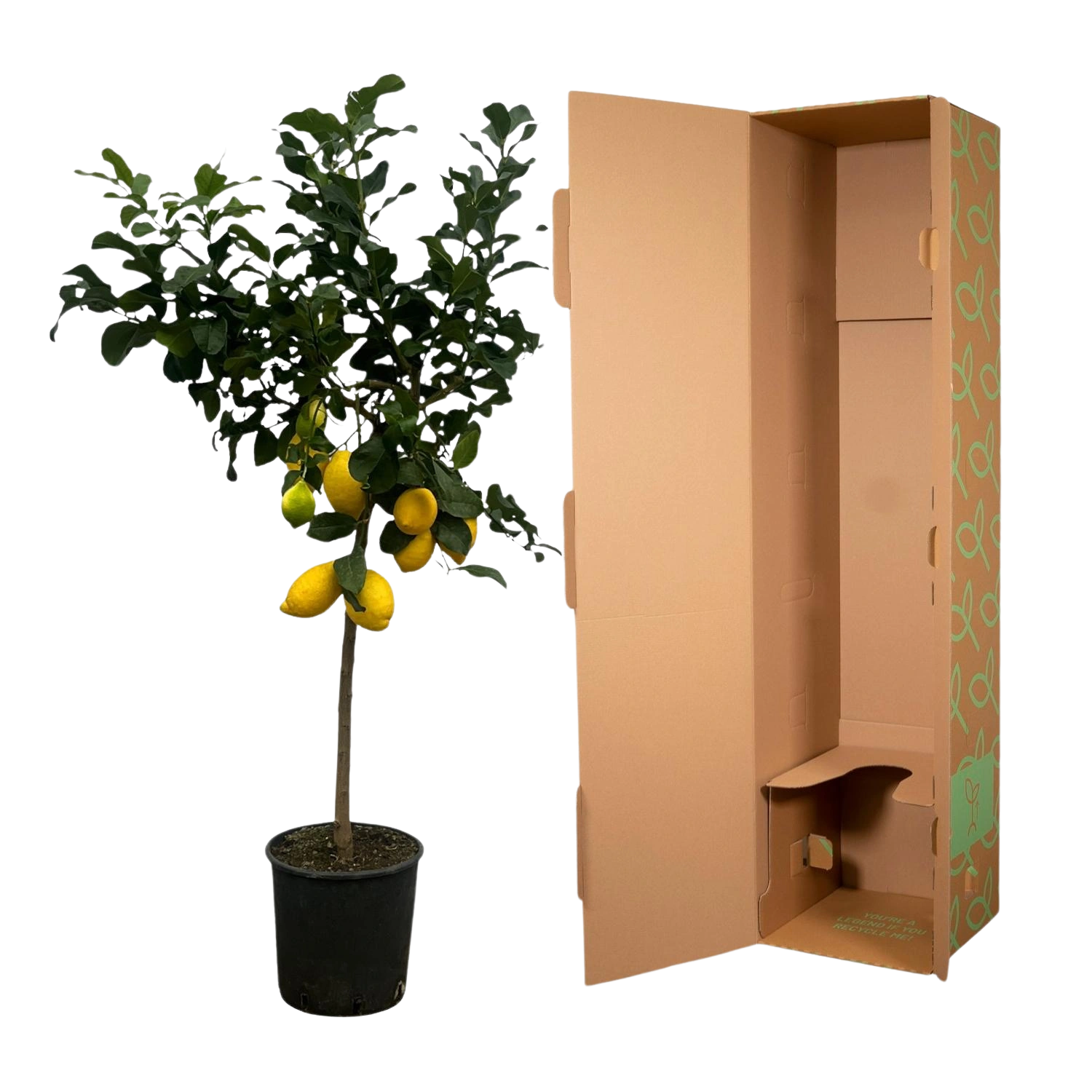 Citrus Lemon