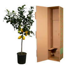 Citrus Lemon