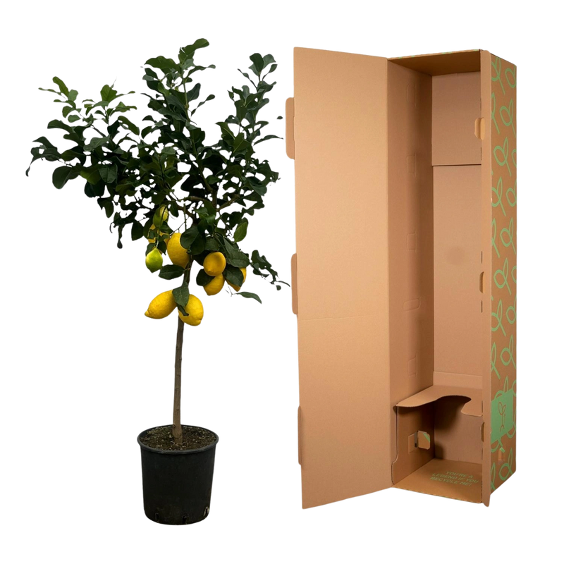Citrus Lemon