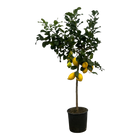 Citrus Lemon