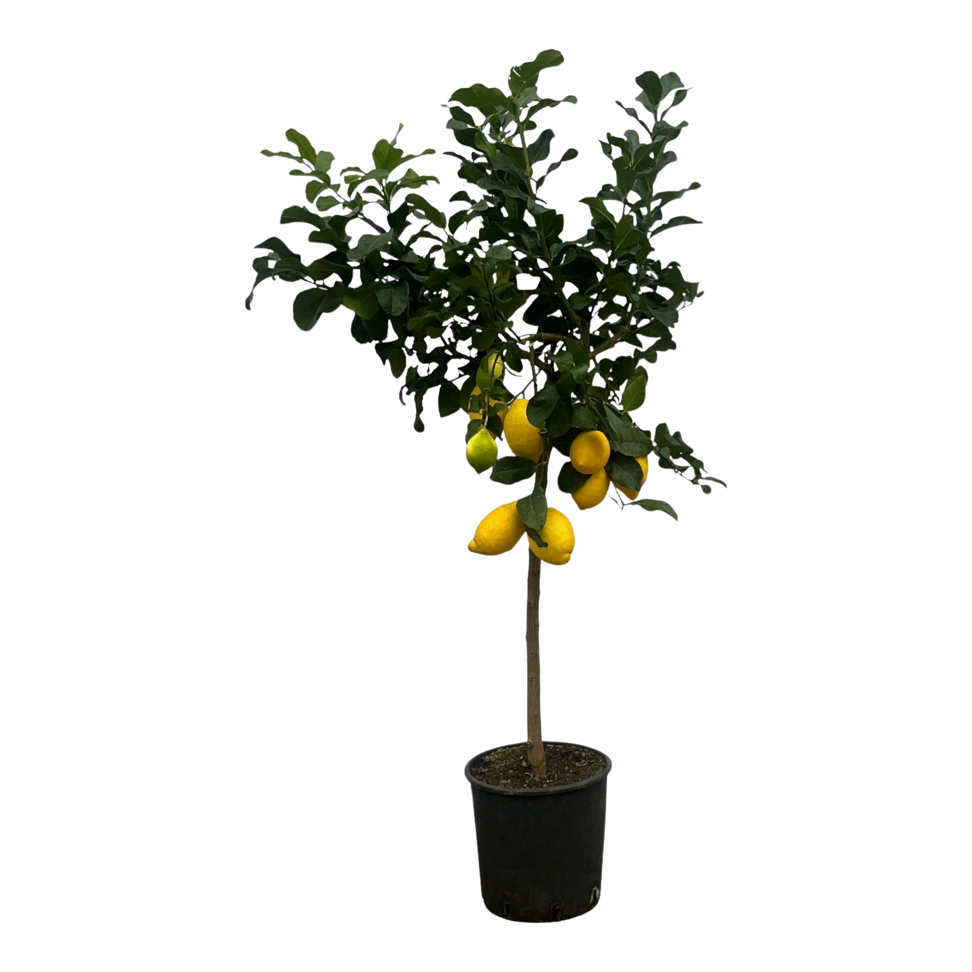 Citrus Lemon