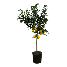 Citrus Lemon