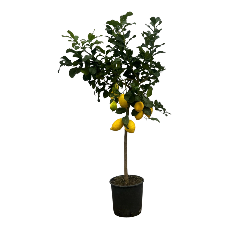 Citrus Lemon