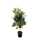 Citrus Lemon