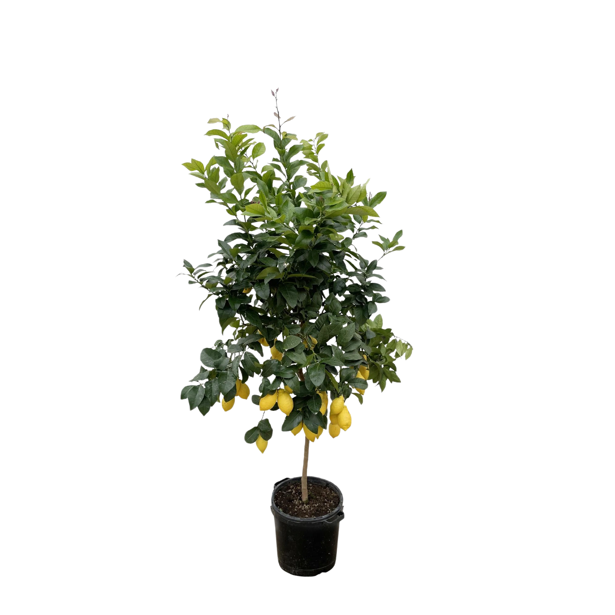 Citrus Lemon