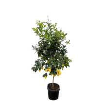 Citrus Lemon