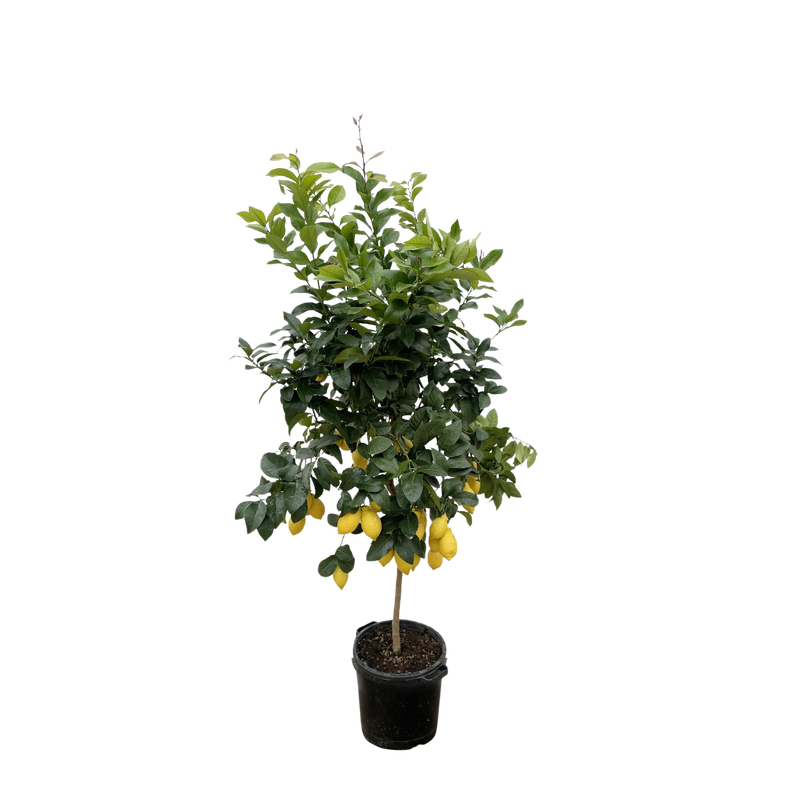 Citrus Lemon