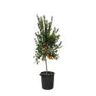 Citrus Mandarino