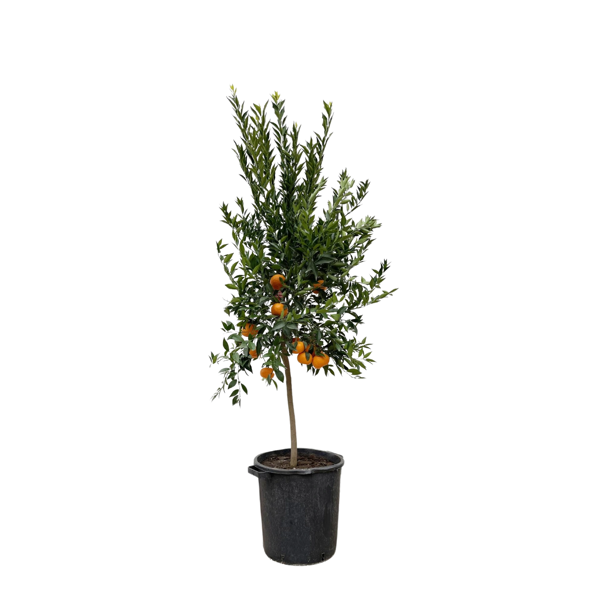 Citrus Mandarino