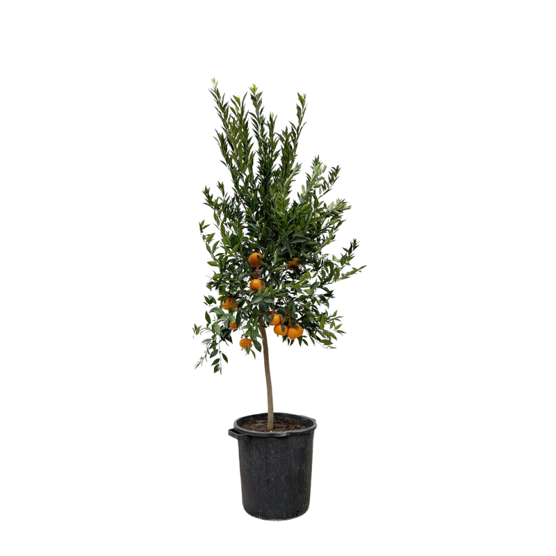Citrus Mandarino