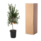 Citrus Mandarino