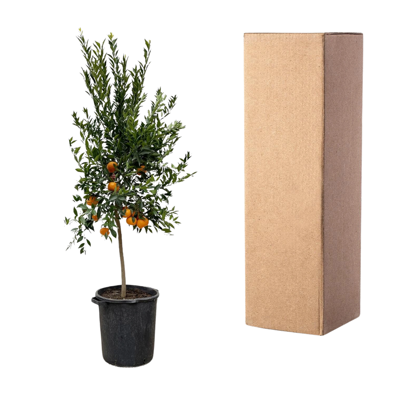 Citrus Mandarino