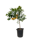 Citrus Pompelmo