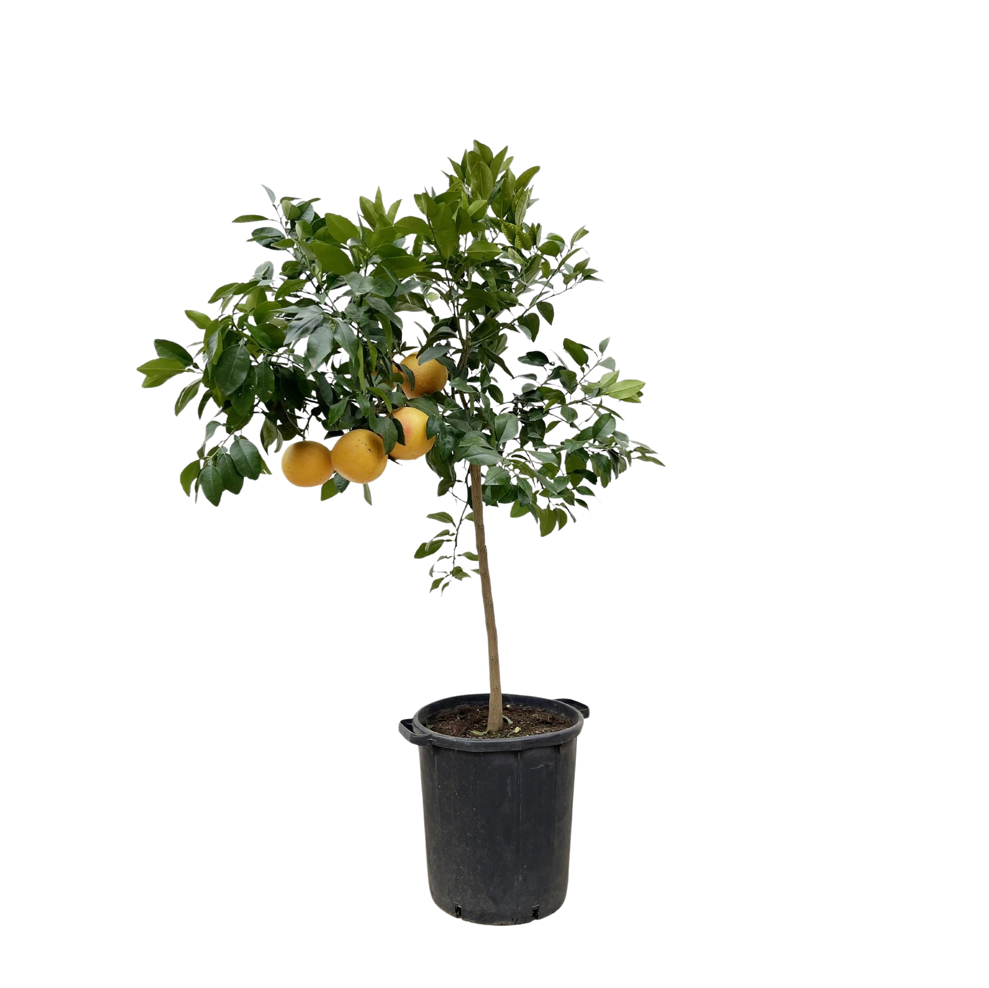 Citrus Pompelmo