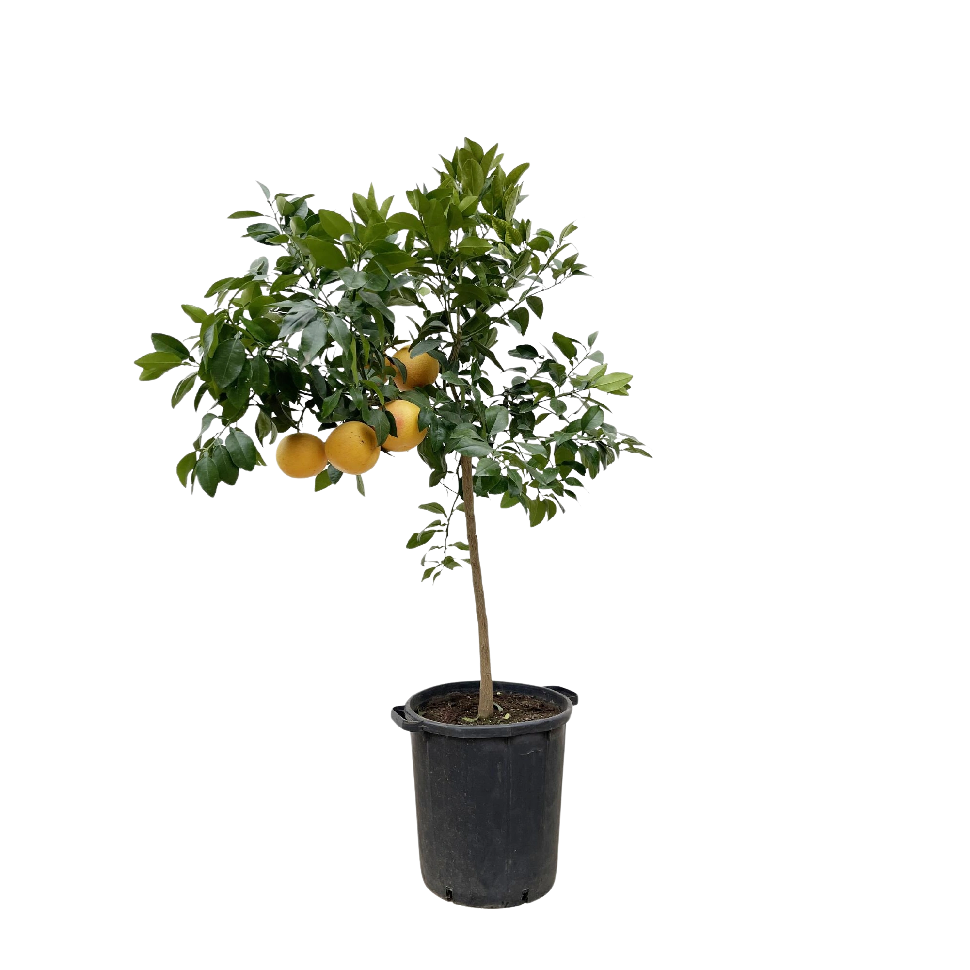 Citrus Pompelmo