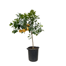 Citrus Pompelmo