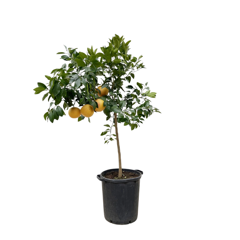 Citrus Pompelmo