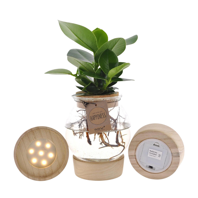 Clusia in Bolglas + Klikkurk + LED