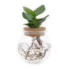 Clusia in Bolglas met Klikkurk Everspring