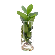 Clusia in Cylinder Glas Everspring