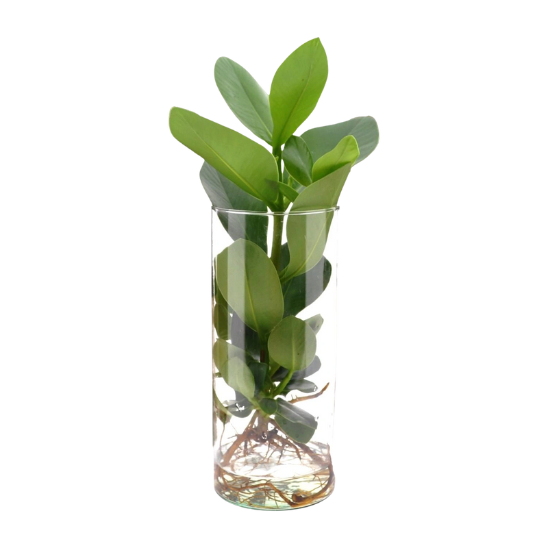 Clusia in Cylinder Glas