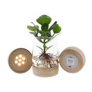 Clusia in Kingston Glas + LED Everspring