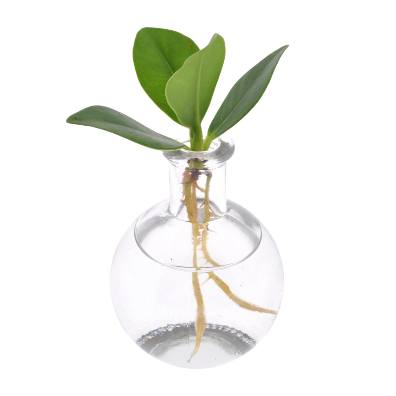 Clusia in Samoa Glas