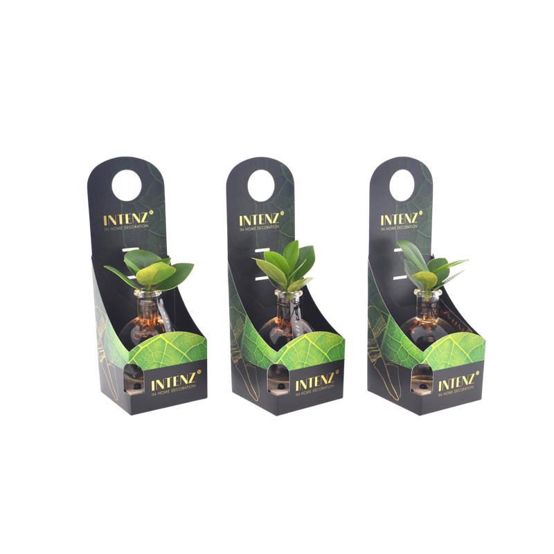 Clusia in Samoa Glas + LED