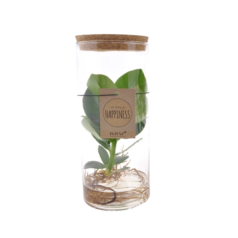 Clusia in Tube Glas M