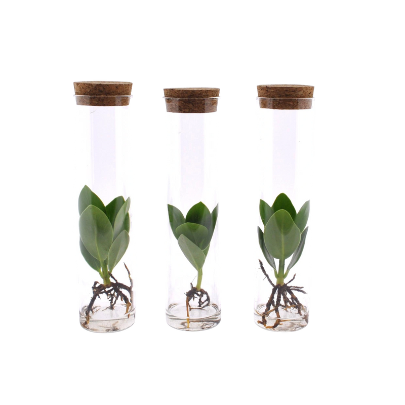 Clusia in Tube Glas – 3 Stuks