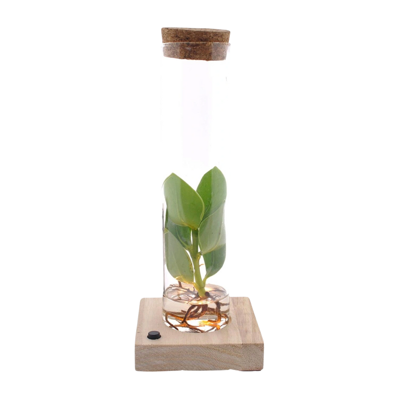 Clusia in Tube Glas + LED